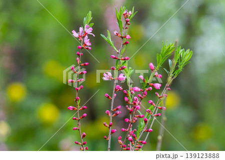 Pink cherry almond blossom 139123888