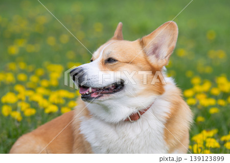 corgi on a meadow corgi on a meadow 139123899