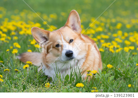 corgi on a meadow 139123901