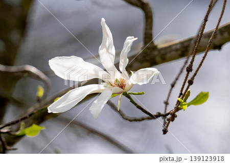 Beautiful white delicate magnolia flower. Blooming magnolia tree in the spring. Beautiful close up magnolia flower. 139123918