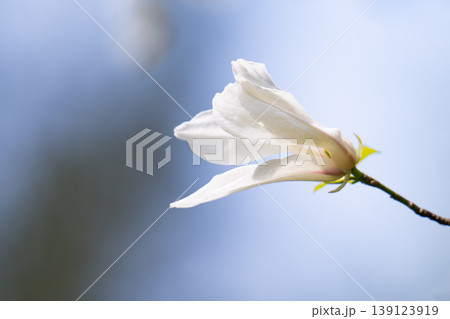 Beautiful white delicate magnolia flower. Blooming magnolia tree in the spring. Beautiful close up magnolia flower. 139123919