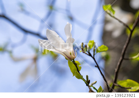 Beautiful white delicate magnolia flower. Blooming magnolia tree in the spring. Beautiful close up magnolia flower. 139123921