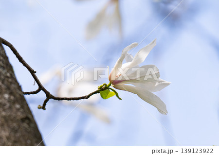Beautiful white delicate magnolia flower. Blooming magnolia tree in the spring. Beautiful close up magnolia flower. 139123922