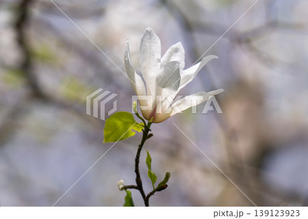 Beautiful white delicate magnolia flower. Blooming magnolia tree in the spring. Beautiful close up magnolia flower. 139123923
