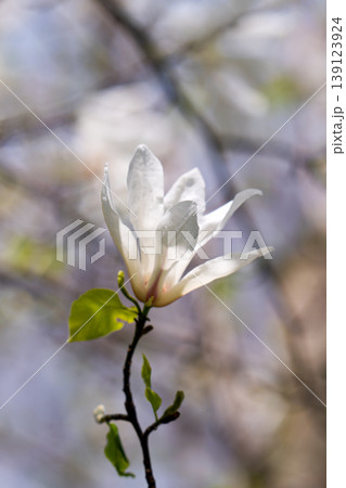 Beautiful white delicate magnolia flower. Blooming magnolia tree in the spring. Beautiful close up magnolia flower. 139123924