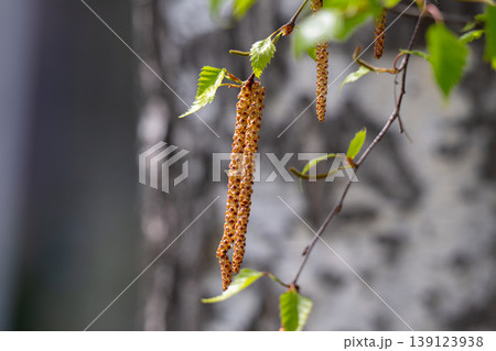 Twig with seed and leaves of a silver birch tree 139123938