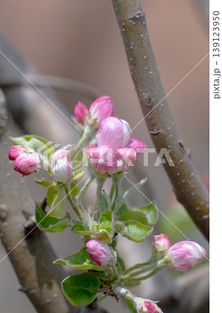 Apple blossom on an apple tree in a domestic garden Apple blossom on an apple tree in a domestic garden 139123950