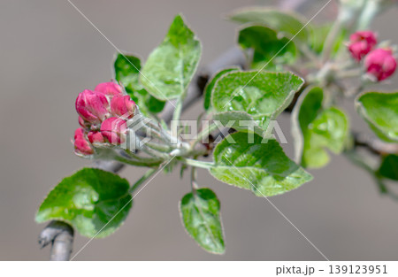 Apple blossom on an apple tree in a domestic garden Apple blossom on an apple tree in a domestic garden 139123951