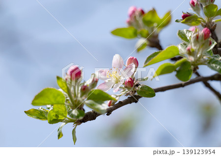 Apple blossom on an apple tree in a domestic garden 139123954