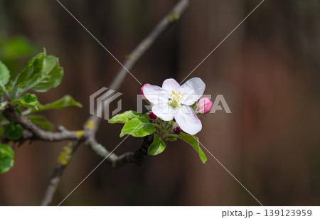Apple blossom on an apple tree in a domestic garden 139123959