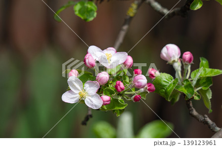 Apple blossom on an apple tree in a domestic garden 139123961