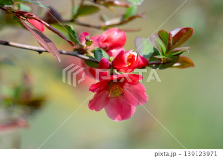 Japanese quince (Chaenomeles japonica) flowering on blurred green background. Selective focus of close-up red flowers quince. Japanese quince (Chaenomeles japonica) flowering on blurred green background. Selective focus of close-up red flowers quince. 139123971