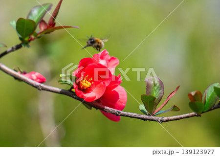 Japanese quince (Chaenomeles japonica) flowering on blurred green background. Selective focus of close-up red flowers quince. Japanese quince (Chaenomeles japonica) flowering on blurred green background. Selective focus of close-up red flowers quince. 139123977