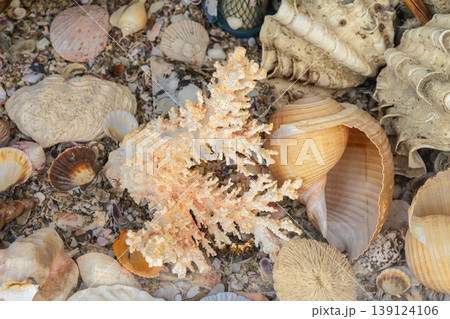 Seashells and coral fragments on beach sand with conch and scallop shells, marine collection close up. Marine life, ocean collection, natural background with seashells pattern, texture for design Seashells and coral fragments on beach sand with conch and scallop shells, marine collection close up. Marine life, ocean collection, natural background with seashells pattern, texture for design 139124106
