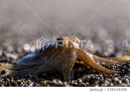 Little octopus washed ashore on beach sand. Marine octopus on sunny beach sand. 139124109