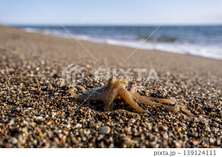 Little octopus washed ashore on beach sand. Marine octopus on sunny beach sand. 139124111