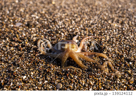 Little octopus washed ashore on beach sand. Marine octopus on sunny beach sand. 139124112
