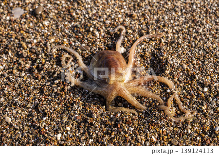 Little octopus washed ashore on beach sand. Marine octopus on sunny beach sand. 139124113