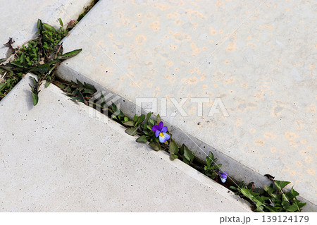 Forget me not flower on a stone road among concrete slabs.The concept of the birth of a new life and the arrival of spring, the survival of plants in harsh conditions, an abstract floral background Forget me not flower on a stone road among concrete slabs.The concept of the birth of a new life and the arrival of spring, the survival of plants in harsh conditions, an abstract floral background 139124179