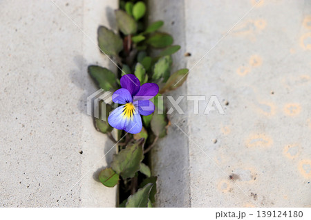 Forget me not flower on a stone road among concrete slabs.The concept of the birth of a new life and the arrival of spring, the survival of plants in harsh conditions, an abstract floral background 139124180