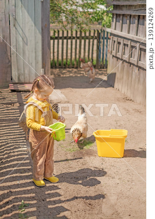 A happy little girl gives chickens water to drink from a small toy bucket. Poultry farming 139124269