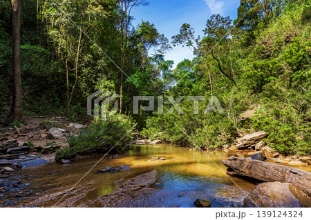 Lush vegetation of the rainforest 139124324