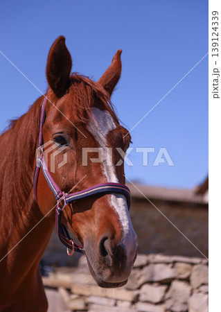 Majestic Chestnut Horse Portrait with Clear Blue Sky Majestic Chestnut Horse Portrait with Clear Blue Sky 139124339