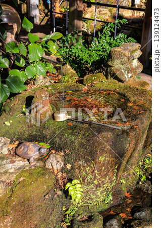 Small well full of autumn leaves at Nanzo-in Temple during the peak of autumn Fukuoka, Japan. 139124473