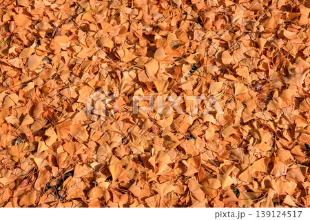 Ginkgo, Autumn leaves on ground in beautiful park, Fall season. Beautiful Autumn scenery in Japan. Ginkgo, Autumn leaves on ground in beautiful park, Fall season. Beautiful Autumn scenery in Japan. 139124517