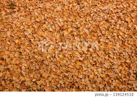 Ginkgo, Autumn leaves on ground in beautiful park, Fall season. Beautiful Autumn scenery in Japan. Ginkgo, Autumn leaves on ground in beautiful park, Fall season. Beautiful Autumn scenery in Japan. 139124518