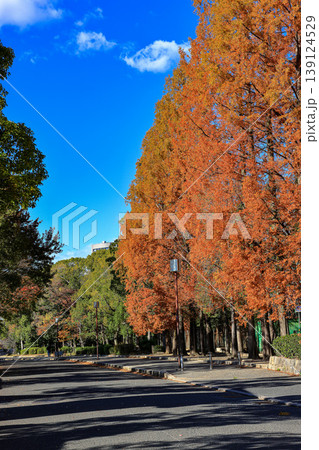 Beautiful Alley, pedestrian path along the tree in garden during autumn. Beautiful Alley, pedestrian path along the tree in garden during autumn. 139124529
