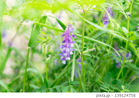 春の河原に咲くナヨクサフジの紫の花 春の河原に咲くナヨクサフジの紫の花 139124758