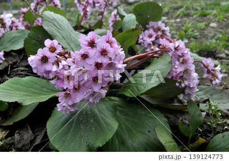 花 春 花 春 139124773
