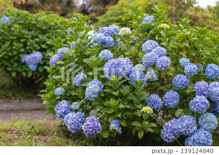 Blue hydrangea macrophylla shrub blooming outdoors, hortensia with large flower heads Blue hydrangea macrophylla shrub blooming outdoors, hortensia with large flower heads 139124840