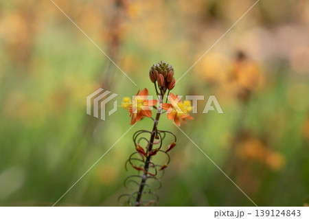 Bulbine frutescens or wild kopieva stalked bulbine orange flowers with yellow centers 139124843