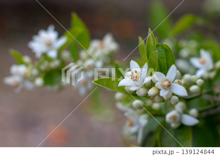 Orange tree blossom branches with flowers and buds shallow depth of field garden close up 139124844