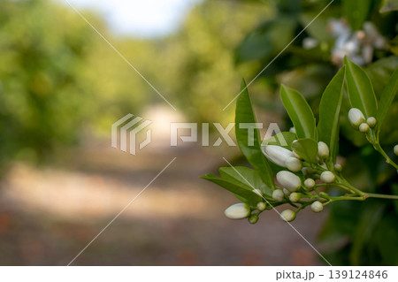 Orange tree branch with white buds in sunlit orchard path. Soft blurred background Orange tree branch with white buds in sunlit orchard path. Soft blurred background 139124846