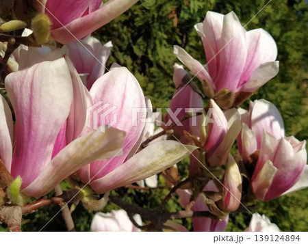Beautiful blossoming pink flowers and magnolia buds on branches without leaves. Blue sky and sunlight. Wedding invitation or greeting card from March 8. The beginning of spring. Delicate white petals 139124894