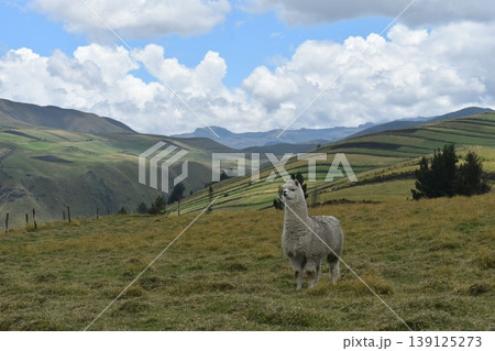 エクアドル　アルパカ24 139125273