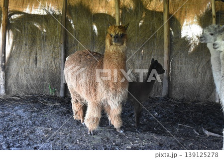 エクアドル アルパカ29 139125278