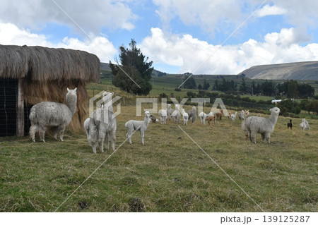 エクアドル アルパカ38 139125287