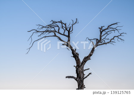 Dead ancient tree under twilight blue sky. Old dry tree silhouette against twilight sky. Dead ancient tree under twilight blue sky. Old dry tree silhouette against twilight sky. 139125765