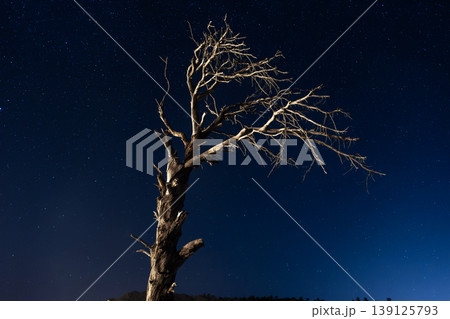 Dry tree under starry night sky. Night sky full of stars and old tree. Dry tree under starry night sky. Night sky full of stars and old tree. 139125793