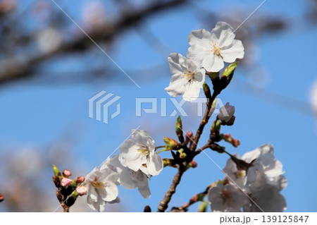 満開の桜 満開の桜 139125847