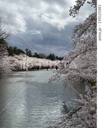 弘前公園の桜 139125861