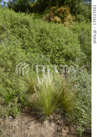Calden forest grass landscape, La Pampa province, Patagonia, Argentina. Calden forest grass landscape, La Pampa province, Patagonia, Argentina. 139125881