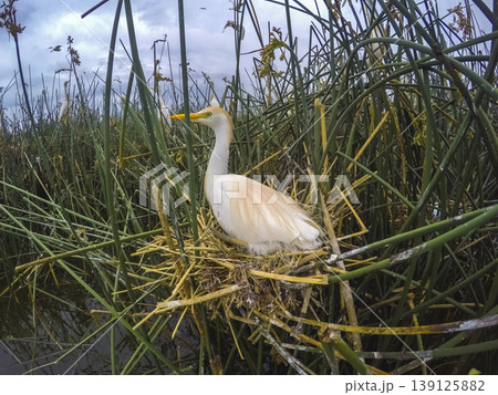 Cattle Egret, Bubulcus ibis, nesting, La Pampa Province, Patagonia, Argentina Cattle Egret, Bubulcus ibis, nesting, La Pampa Province, Patagonia, Argentina 139125882