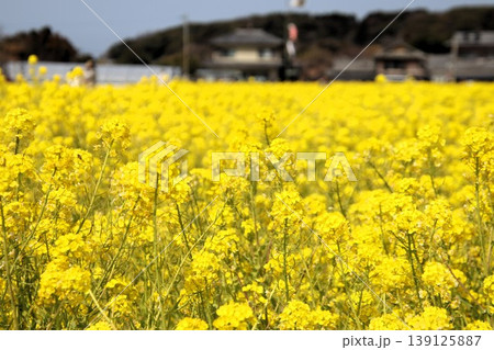 古賀市筵内の満開の菜の花畑、 139125887