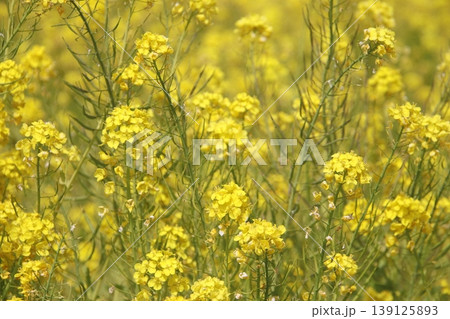 古賀市筵内の満開の菜の花畑、 古賀市筵内の満開の菜の花畑、 139125893