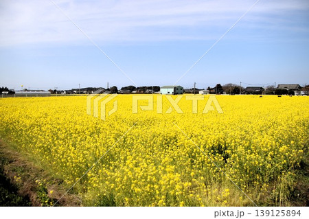 古賀市筵内の満開の菜の花畑、 古賀市筵内の満開の菜の花畑、 139125894